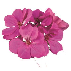 Bild von Geranium Staand P12 Dolce vita evi blue